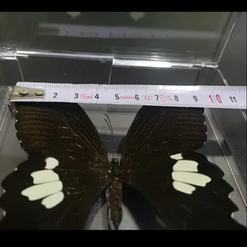 1PCS naravnih pravi metulj vzorcu boxed beautiful butterfly kolekcije poučevanja vzorcu doma dekoracijo umetnosti darilo
