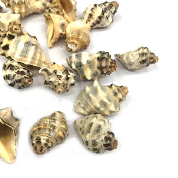 20Pcs Svoboden Conch Spot Lupini čarobne gumbe Za DIY Artware Ročnega Pohištvo, Nakit, Pribor Izdelava