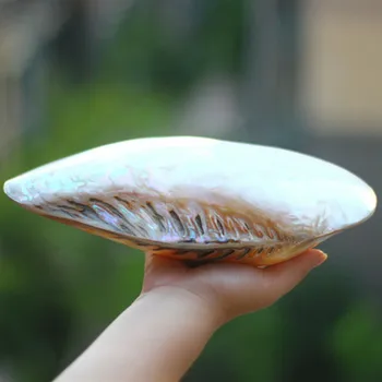 21 cm Velike Naravne Conch Lupini Koralni Biserna Školjka Clam dvostranski Seashell Doma Fish Tank Pribor Akvarij Dekor Nova