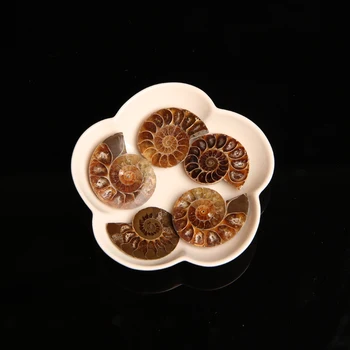2pc Naravni Kristalni Kamen Split Ammonite Fosilnih Primerkov Lupini Zdravljenje Ornament Madagaskar Naravnega Kamna in Mineralov Doma Dekor