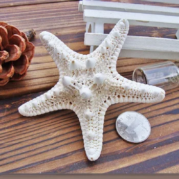 6 kos Naravnih Pet Bela Kota Zvezda 10 cm -13cm Sea Star Shell Beach Poroka Navtičnih Zaslon DIY Obrti Doma Stranka Dekoracijo