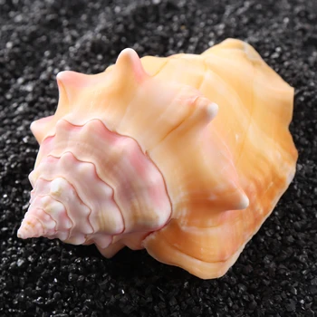 7-10 cm Naravnih Conch Pink Shell Conch Koralni Morski Polž Zvezda Poroka Doma Fish Tank Odlikovanja