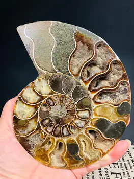 AAA+ Naravnih madagaskar fosili mavrična ammonite kamni in minerali, vzorec