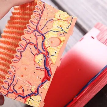 Kožo in lase 4d master Sestavljanje puzzle igrača človeško telo organa anatomski model medicinski model poučevanja