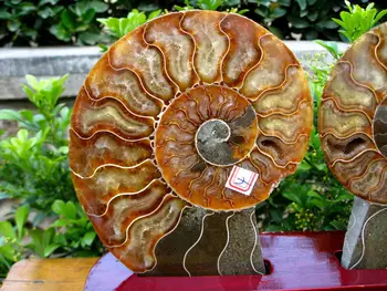 Najboljši par polovici&cut Ammonites Jurskih Fosilnih Madagaskar 640g+stojalo 120g